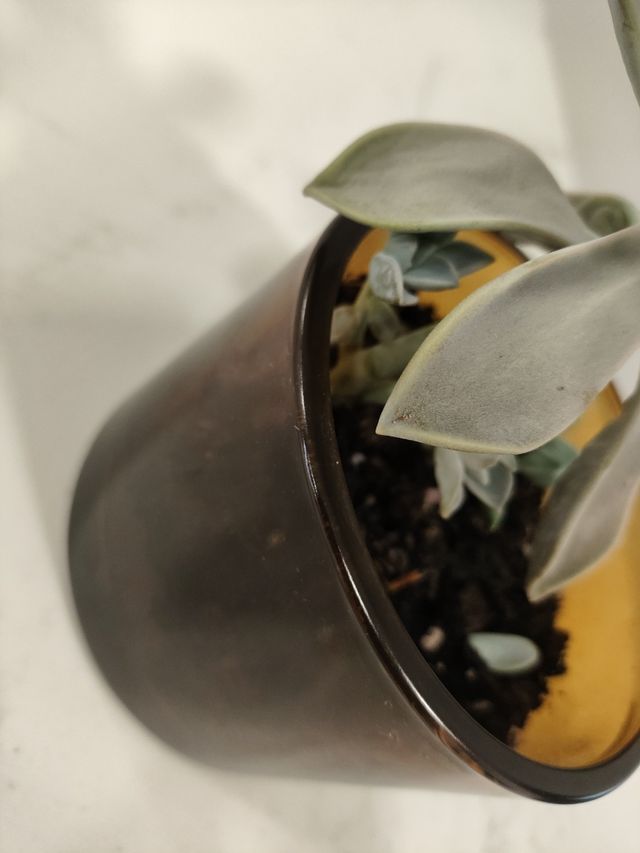 Planta Suculenta em Vaso de Vidro 10 cm