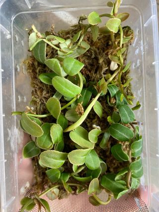 Marcgravia sp. Perú