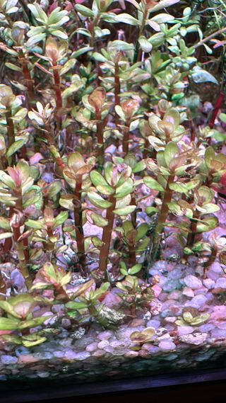 Lote de 8 plantas de acuario 🌱🌱💚💚