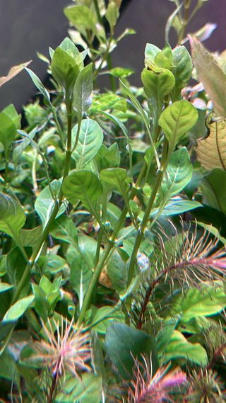Lote de 8 plantas de acuario 🌱🌱💚💚