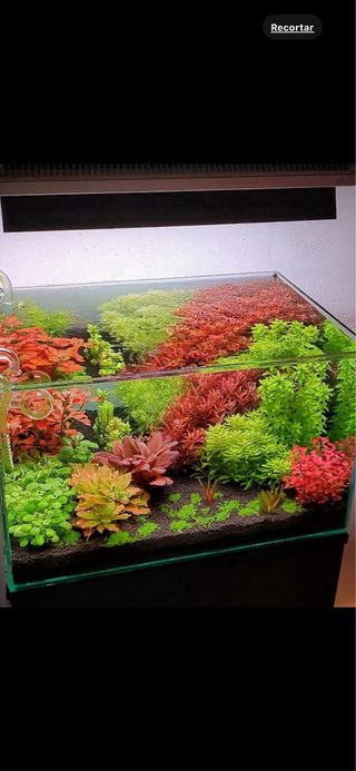 Lote de 8 plantas de acuario 🌱🌱💚💚