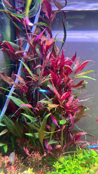 Lote de 8 plantas de acuario 🌱🌱💚💚