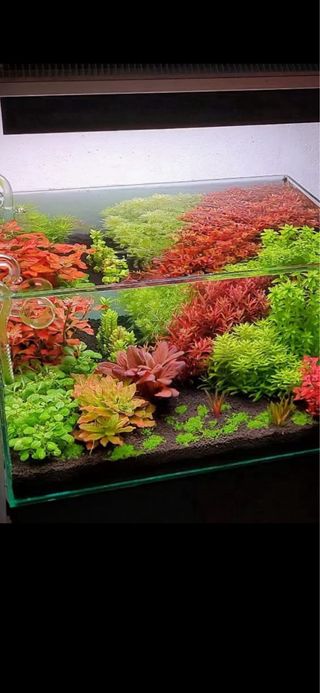 Lote de 8 plantas de acuario 🌱🌱💚💚