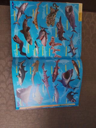 Libro sobre el oceano y sus animales