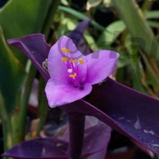 Tradescantia pallida pianta grassa