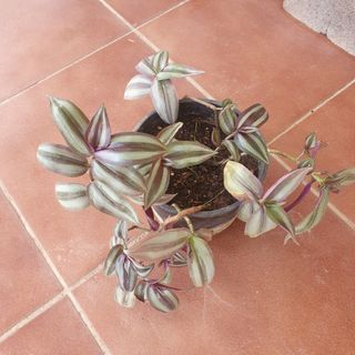 Tradescantia Zebrina Planta