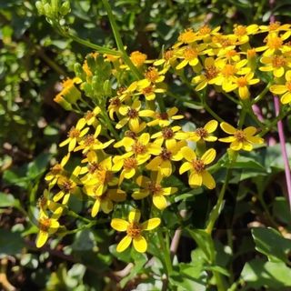 Senecio angulatus pianta grassa rampicante