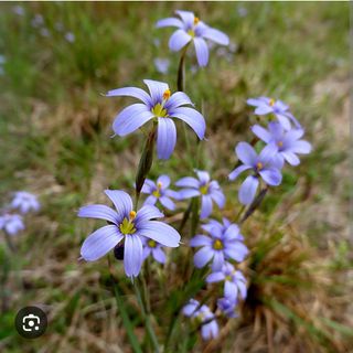 Planta de acento Sisyrinchium angustifolium