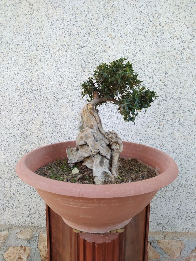 Pre bonsai Acebuche