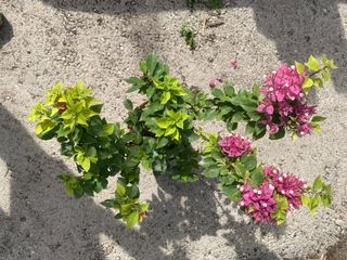 Planta Buganvilla Thai | para Bonsái y resistente