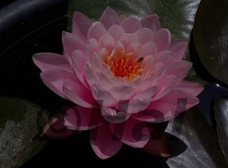 Ninfea Nymphaea Peter Slocum - Pianta acquatica