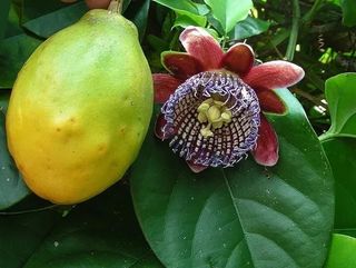 Planta Passiflora quadrangularis