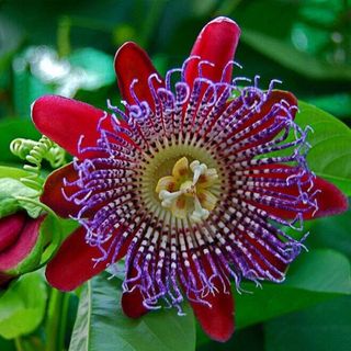 Planta Passiflora quadrangularis