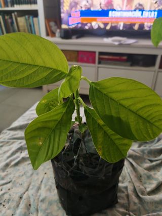 Planta Passiflora quadrangularis