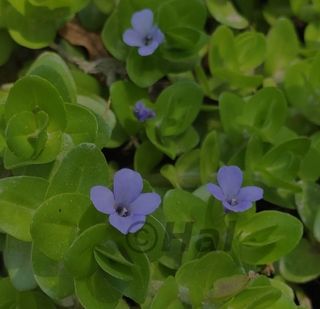 Bacopa caroliniana pianta acquatica
