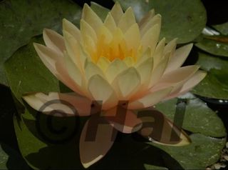 Ninfea Nymphaea Florida Sunset pianta acquatica