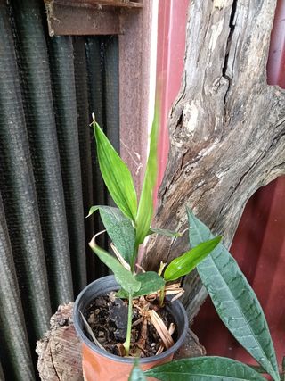 Planta Alpinia Galanga