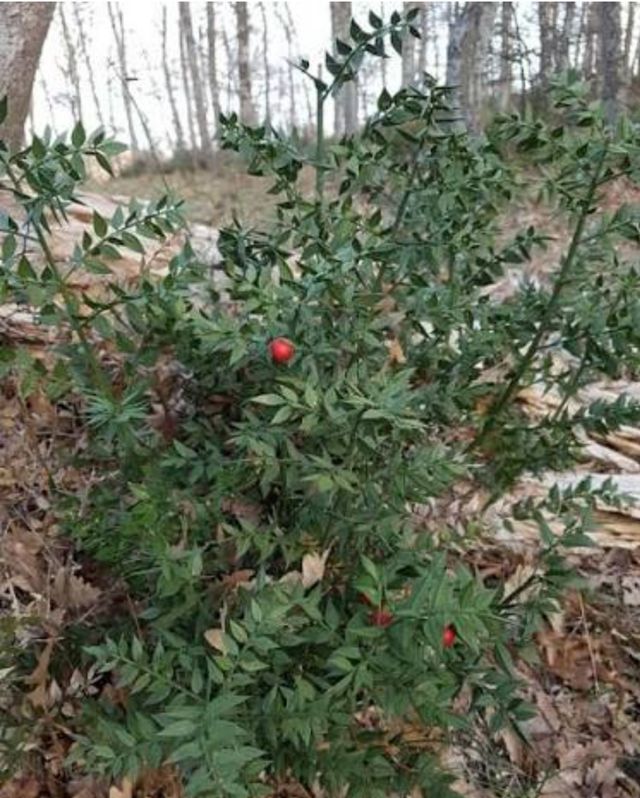 2 Piante Pungitopo Rusco