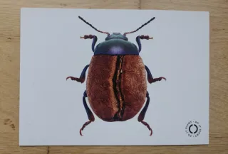 Lote postales variadas de arte y gastronomía