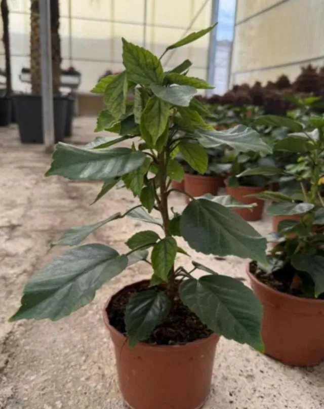 6 Plantas de Hibiscus C-14