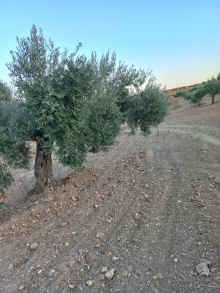 Olivar 