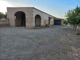 Olivar 