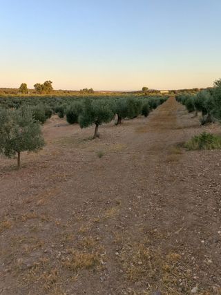 Olivar 
