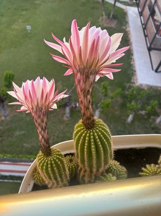 Jardinera con cactus de 10 años