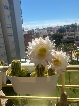 Jardinera con cactus de 10 años