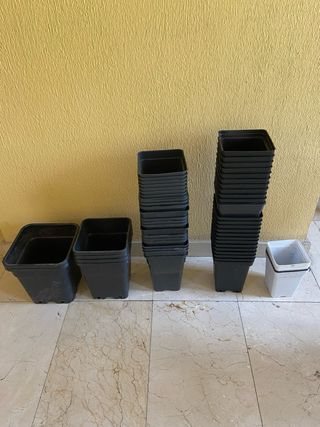 Kit cultivo indoor para principiantes