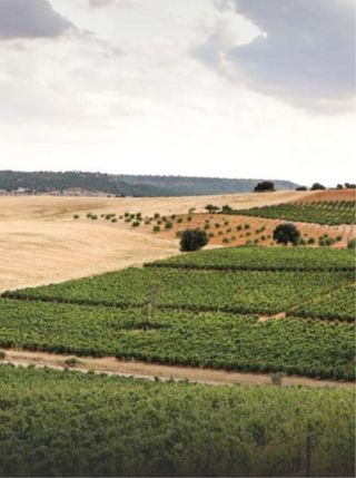 Finca regadio 5ha viñedo emparrado