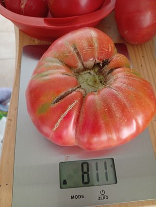 Terreno para cultivo.