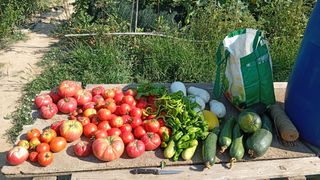 Terreno para cultivo.
