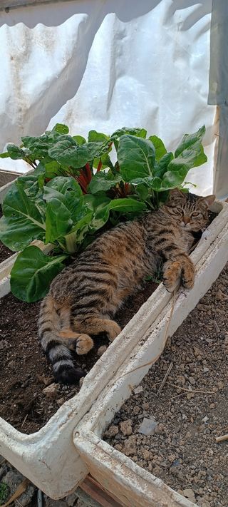 Terreno para cultivo.