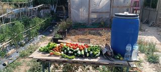 Terreno para cultivo.