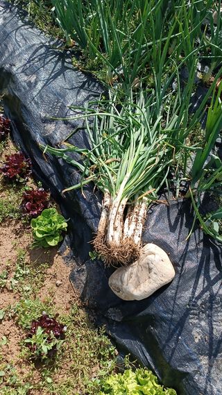 Terreno para cultivo.