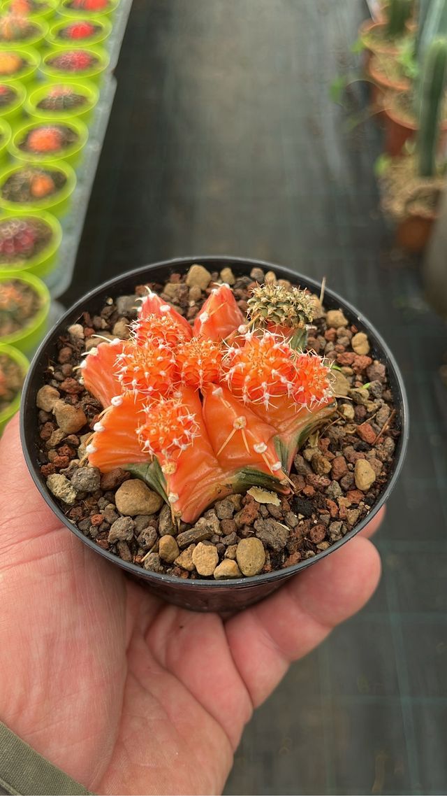 gymnocalycium thai 5 piante colori mix