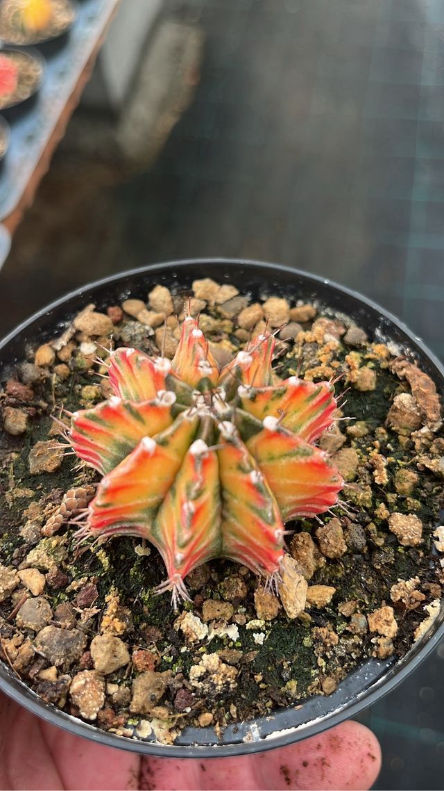 gymnocalycium thai 5 piante colori mix