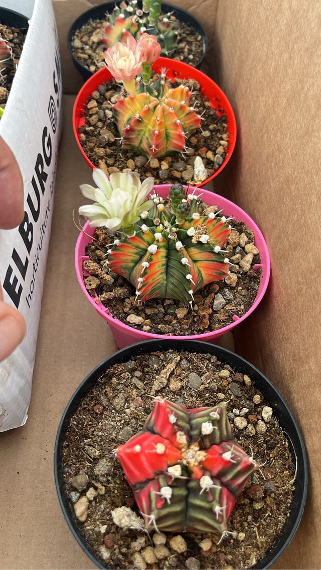 gymnocalycium thai 5 piante colori mix