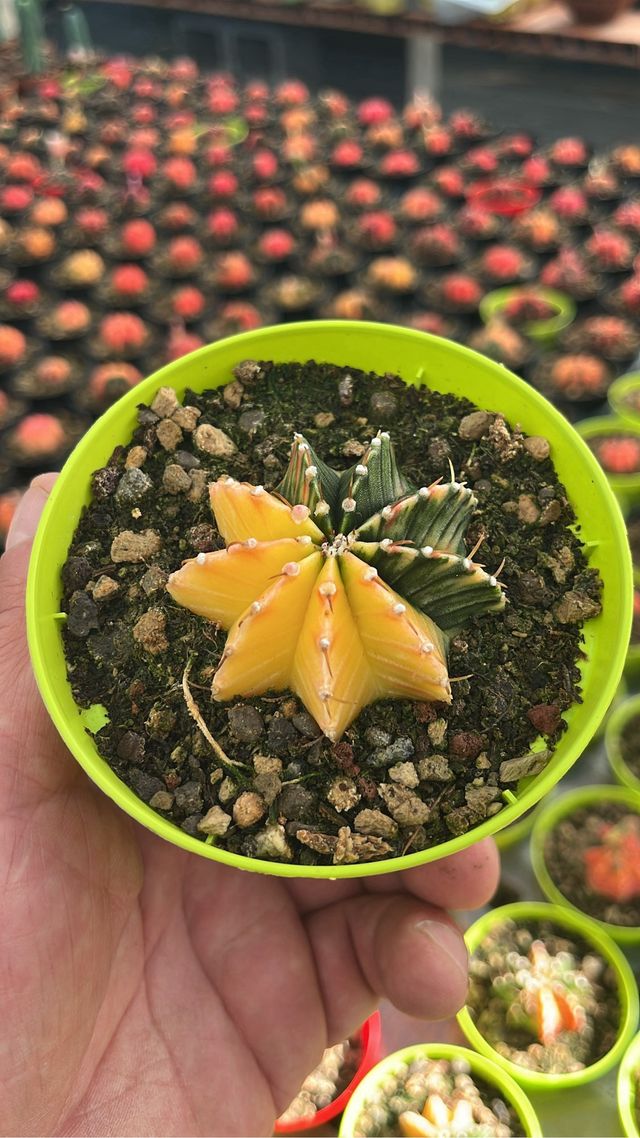 gymnocalycium thai 5 piante colori mix