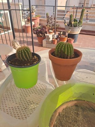 Cactus de flor blanca