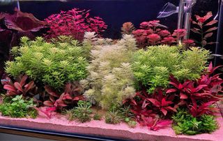 Lote de 20 plantas de acuario INICIACION