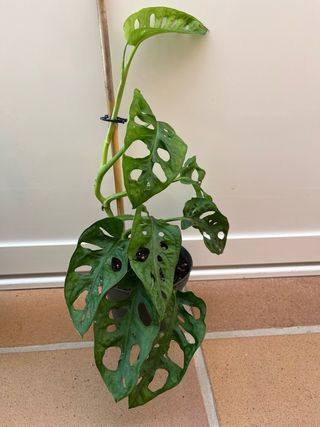 Monstera adansonii 35 cm