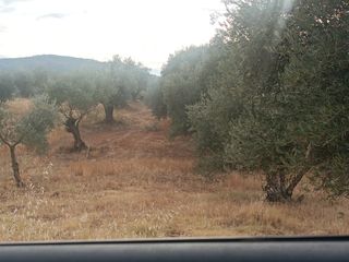 Olivos en arriendo