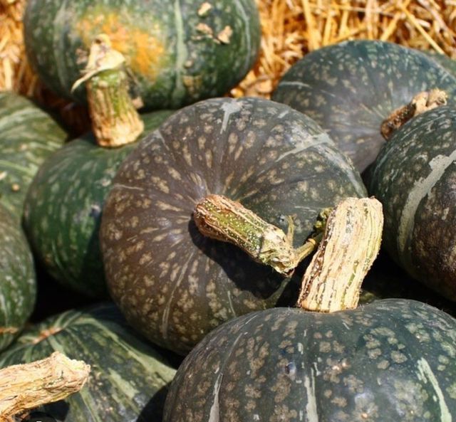 30 Semi di zucca Delica