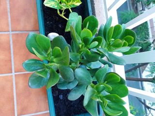 Planta de Jade
