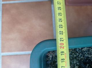 Planta de Jade