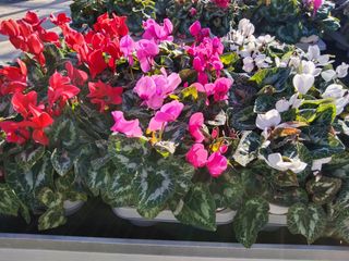 CYCLAMEN