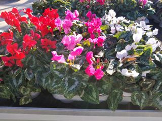 CYCLAMEN