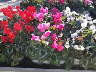 CYCLAMEN